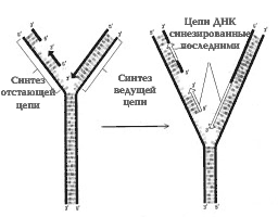 Схема строения репликационной вилки ДНК