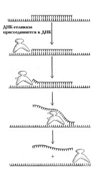 Действие ДНК-геликаз