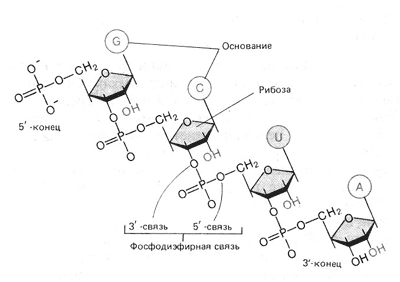 Сахарофосфатный остов РНК