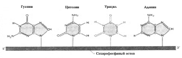 Азотистые основания РНК