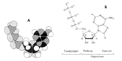 Пространственная модель (А) и структурная формула (Б) молекулы АТФ