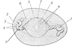 Схема строения яйцеклетки птицы