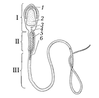 Схема строения сперматозоида млекопитающего