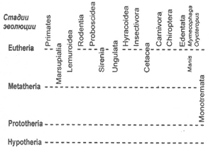 Эволюционные отношения между основными группами млекопитающих по Гексли