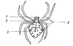 Строение паука