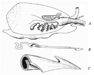 А – схема строения моллюска , В – «зуб»-игла, С – наконечник иглы