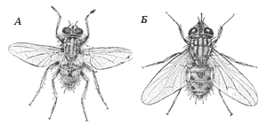 А – муха комнатная, Б – жигалка осенняя