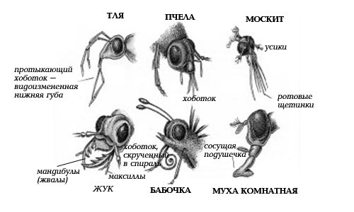 Ротовые аппараты насекомых