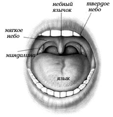 Небные дужки рисунок