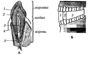 Зубы.