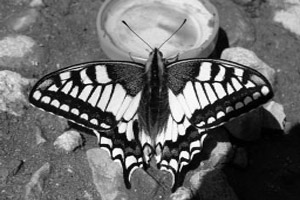 Махаон (Papilio machaon)