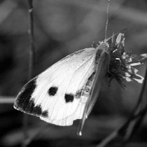 Капустница (Pieris brassicae)