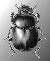 Скарабей (Scarabaeus sacer)