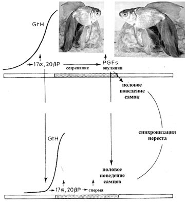 Участие половых феромонов в регуляции репродуктивного поведения золотой рыбки