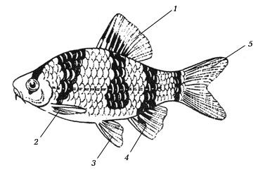 Части рыбы схема для детей