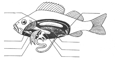 Рисунок внутреннее строение рыбы 7 класс