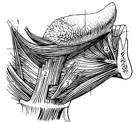 Мышцы языка