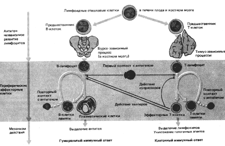 Схема образования 5 цмф