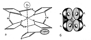 Схема связи гема с глобином (а) в молекуле гемоглобина и расположение субъединиц в четвертичной структуре (б) гемоглобина