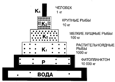 Пищевая пирамида