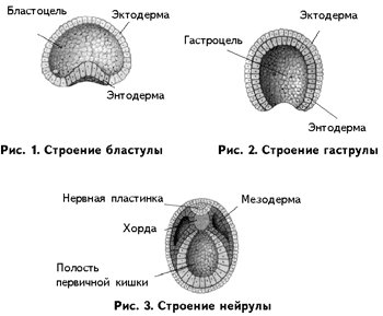 На рисунке изображен этап эмбрионального развития млекопитающего определите