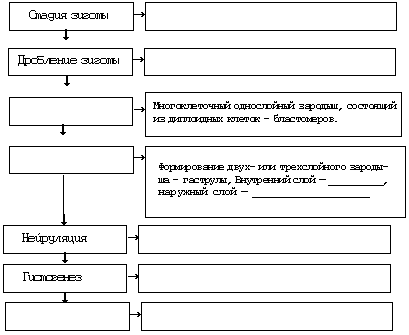 Схема: «Основные этапы эмбрионального развития ланцетника»