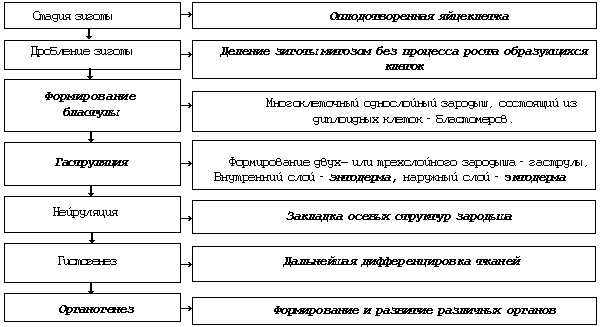 Орган в котором развивается яйцеклетка основные факты и функции