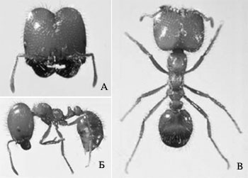 Solenopsis geminata. Рабочая особь (длина 3 мм):