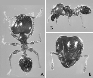 Pheidole megacephala. Рабочая особь