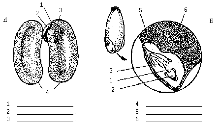 Напишите названия частей семени указанных цифрами на рисунке