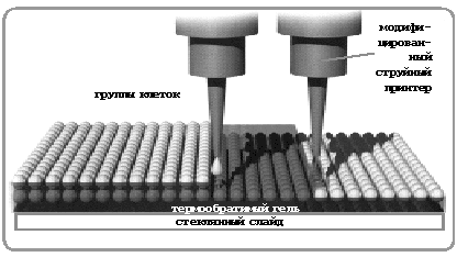 Как напечатать органы для пересадки