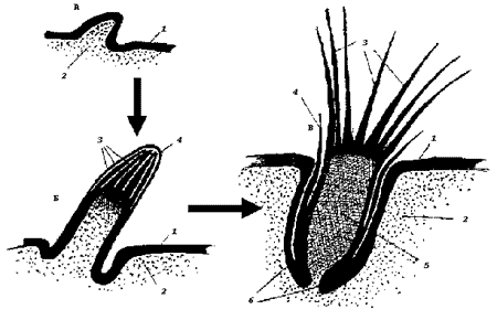 Рис. 2. Схема развития пухового пера: