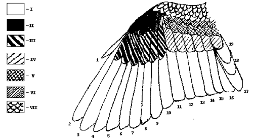 Схема скелета крыла и расположения маховых перьев