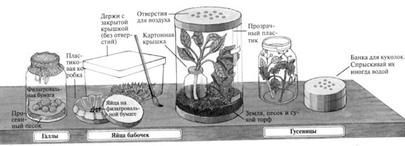 Содержание в коллекции галл, яиц бабочек, гусениц