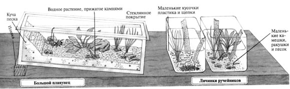 Содержание водных насекомых 