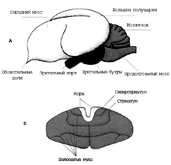 Головной мозг птицы (А) и большие полушария (Б) в поперечном разрезе