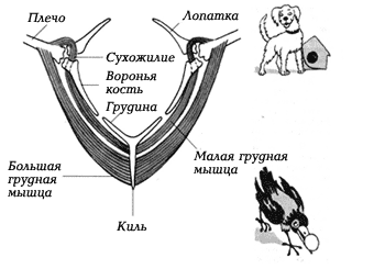 Механизм подъема и опускания крыла