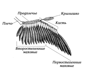 Класс Птицы: общая характеристика • Биология, Животные • Фоксфорд Учебник