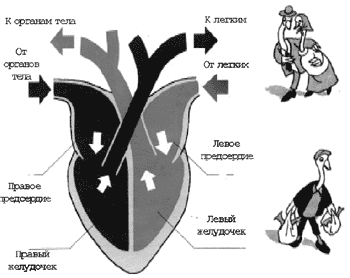 На рисунке сердца птицы подпишите названия отделов сердца укажите стрелками направления