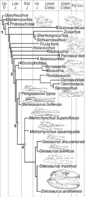 Родственные связи Годзиллы