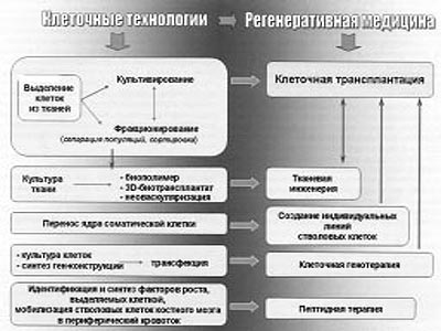 Рис. 1. Основные направления клеточных технологий