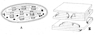 Рис. 12. Хлоропласты (А) и тилакоидные мембраны (Б)