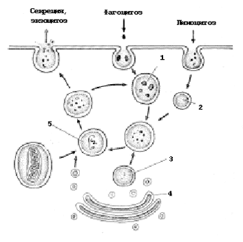 Рис. 11. Образование и функции лизосом