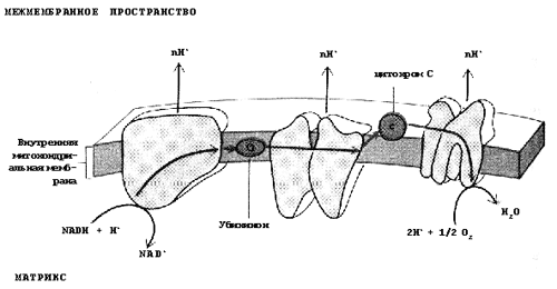 Схема переноса  двух электронов по дыхательной цепи