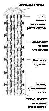 Рис. 13. Строение микроворсинки животной клетки (кишечного эпителия)