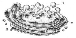 Рис. 10. Аппарат Гольджи