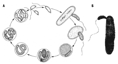 Рис. 4. Бактерия-паразит Bdellovibrio bacteriovorus