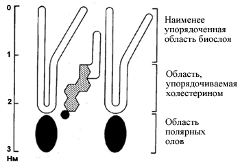 Схема формирования фосфолипидного слоя