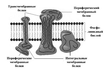 Схематическое изображение биологического устройства биологической мембраны. 