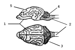 Определи рисунок на котором представлен мозг млекопитающего
